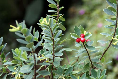 �A�[�L�A�A�炭�₱�̉Ԋ�