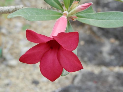 �A�f�j�E���E�����`�t���[�����A�炭�₱�̉Ԋ�