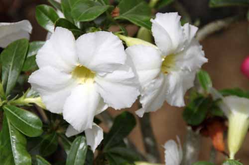 �A�f�j�E���E�\�}���G���Z�A�ߌ��Βn����