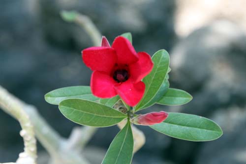 �A�f�j�E�� �炭�₱�̉Ԋ�