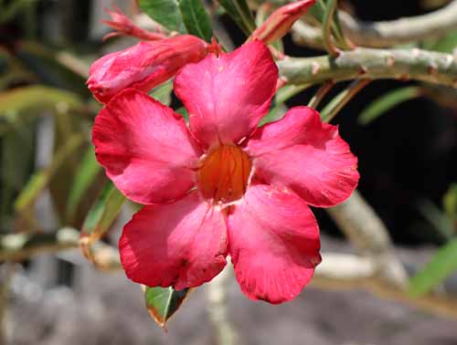 �A�f�j�E�� �炭�₱�̉Ԋ�