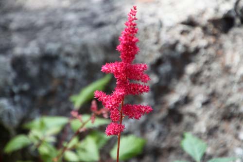 �ԉԃz�U�L�V���E�}�A�炭�₱�̉Ԋ�