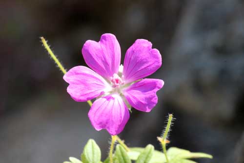 �A�P�{�m�t�E���A�炭�₱�̉Ԋ�