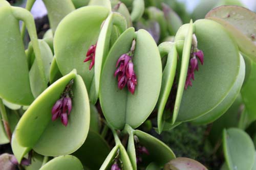 �A�L�A���e���E�v�����t�F���A�炭�₱�̉Ԋ�