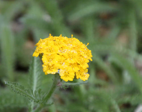 �A�L���A�E�g�����g�T�A�炭�₱�̉Ԋ�