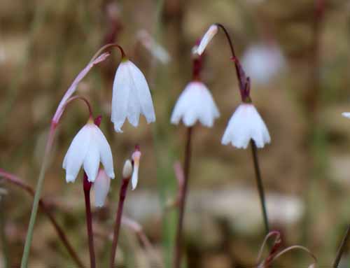 �A�L�U�L�X�m�[�t���[���A�炭�₱�̉Ԋ�