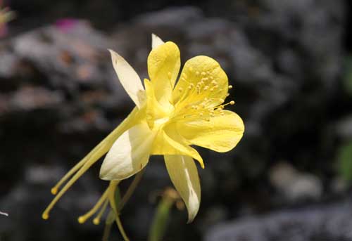 �A�N�C���M�A�E�����M�b�V�}�A�炭�₱�̉Ԋ�