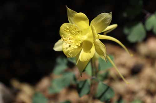 �A�N�C���M�A�E�����M�b�V�}�A�炭�₱�̉Ԋ�