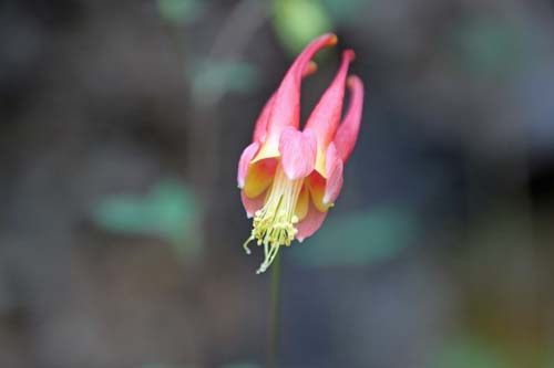 アクレギア・カナデンシス、咲くやこの花館