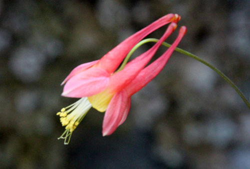 アクレギア・カナデンシス、咲くやこの花館