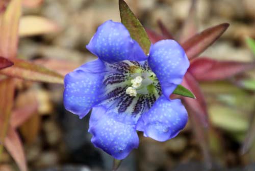 �A�}�L�����h�E�A�炭�₱�̉Ԋ�