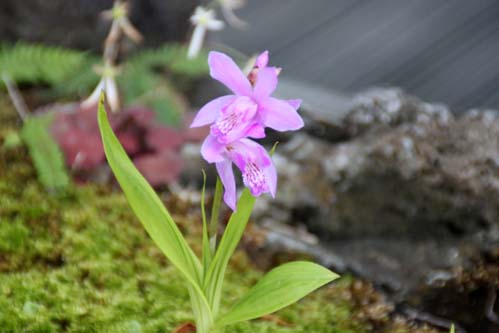 �A�}�i�����A�炭�₱�̉Ԋ�