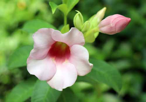 �A���}���_�E�r�I���P�A�A�炭�₱�̉Ԋ�