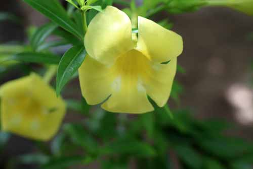 �A���}���_�E�r�I���P�A�A�炭�₱�̉Ԋ�