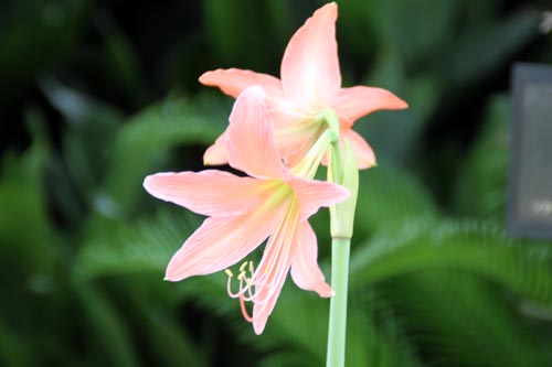 �A�}�����X�A�炭�₱�̉Ԋ�