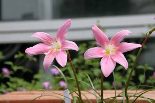 �A�}�����X�A�炭�₱�̉Ԋ�