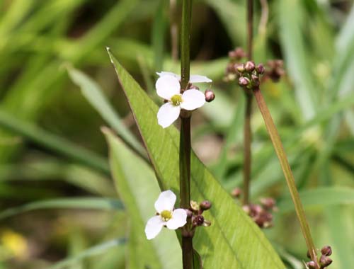 �A�}�]���\�[�h�v�����c�A�炭�₱�̉Ԋ�