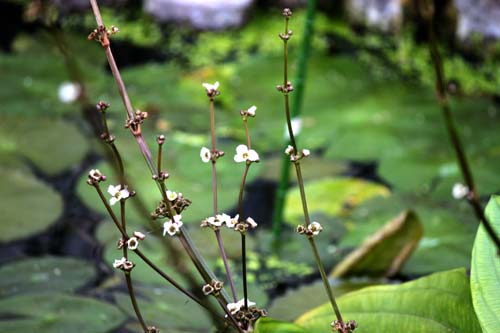 �A�}�]���\�[�h�v�����c�A�炭�₱�̉Ԋ�