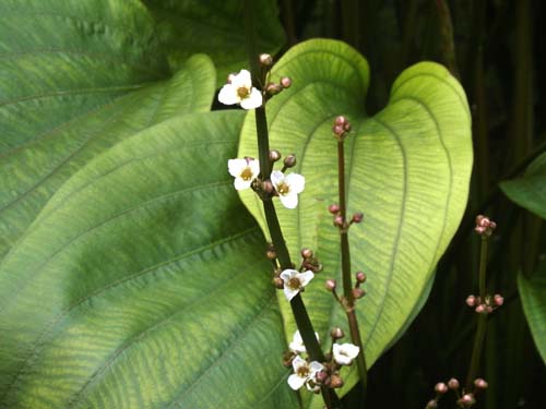 �A�}�]���\�[�h�v�����c�A�炭�₱�̉Ԋ�