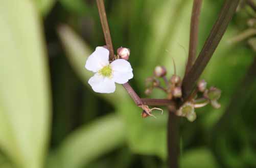 �A�}�]���\�[�h�v�����c�A�炭�₱�̉Ԋ�