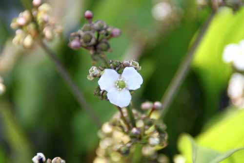 �A�}�]���\�[�h�v�����c�A�炭�₱�̉Ԋ�