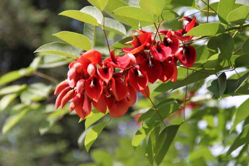 �A�����J�f�C�S�A�炭�₱�̉Ԋ�