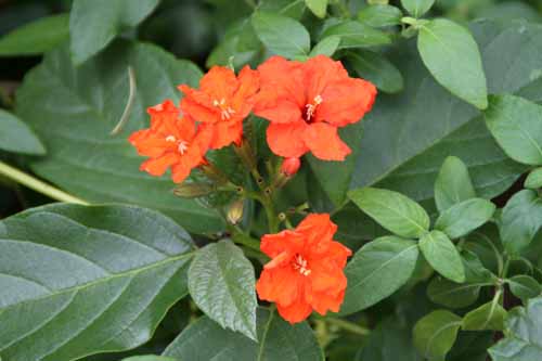 �A�����J�`�V���A�炭�₱�̉Ԋ�