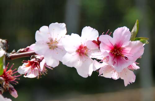 �A�[�����h�A�炭�₱�̉Ԋ�