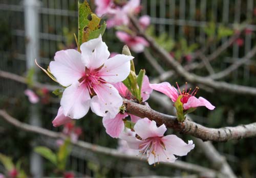 �A�[�����h�A�炭�₱�̉Ԋ�