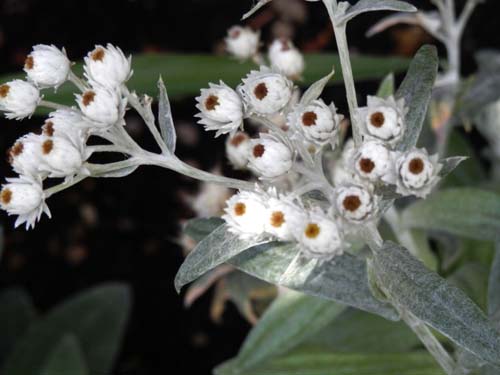 �A�i�t�A���X�E�g���v���l���s�X�A�炭�₱�̉Ԋ�