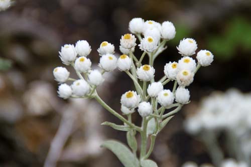 �A�i�t�A���X�E�g���v���l���s�X�A�炭�₱�̉Ԋ�