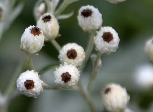 �A�i�t�A���X�E�g���v���l���s�X�A�炭�₱�̉Ԋ�