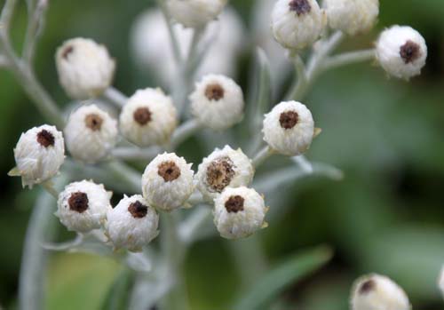 �A�i�t�A���X�E�g���v���l���s�X�A�炭�₱�̉Ԋ�