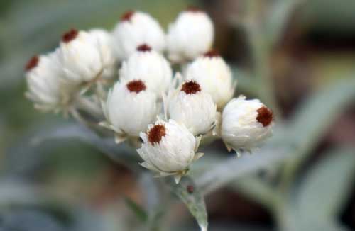 �A�i�t�A���X�E�g���v���l���s�X�A�炭�₱�̉Ԋ�