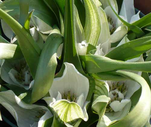 �A���h���L���r�E���E�L���I���c���A�炭�₱�̉Ԋ�