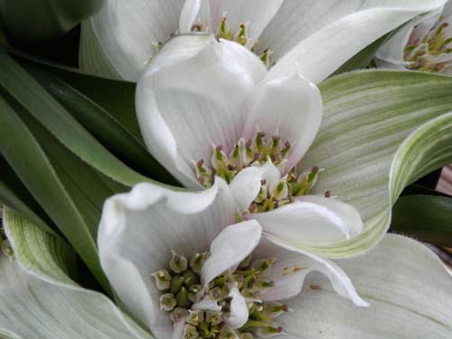 �A���h���L���r�E���E�L���I���c���A�炭�₱�̉Ԋ�