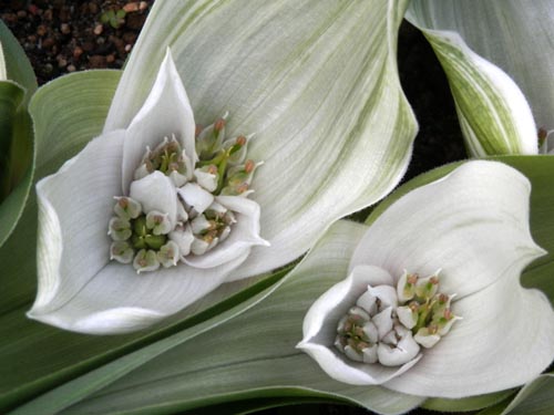 �A���h���L���r�E���E�L���I���c���A�炭�₱�̉Ԋ�