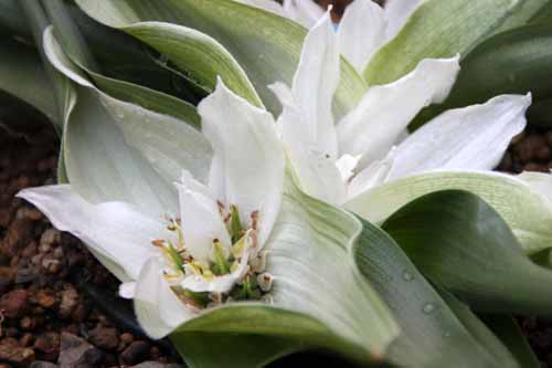 �A���h���L���r�E���E�L���I���c���A�炭�₱�̉Ԋ�