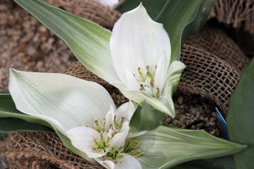 �A���h���L���r�E���E�L���I���c���A�炭�₱�̉Ԋ�