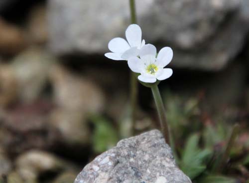 �A���h���T�P�E�J���l�A�A�炭�₱�̉Ԋ�