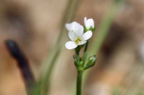 �A���h���T�P�E�J���l�A�A�炭�₱�̉Ԋ�