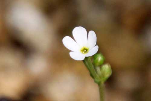 �A���h���T�P�E�J���l�A�A�炭�₱�̉Ԋ�