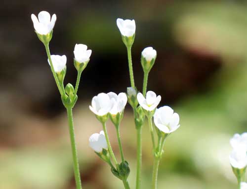 �A���h���T�P�E�J���l�A�A�炭�₱�̉Ԋ�