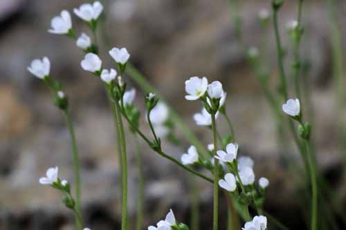 �A���h���T�P�E�J���l�A�A�炭�₱�̉Ԋ�