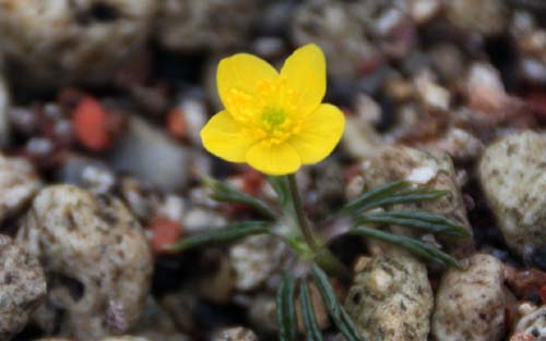 �A�l���l�E�G�����g�C�f�X�A�炭�₱�̉Ԋ�