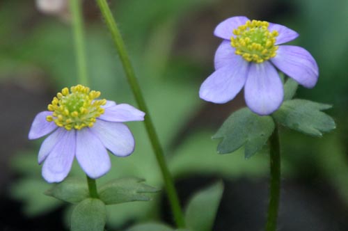 �A�l���l�E�I�u�c�V���o�A�炭�₱�̉Ԋ�