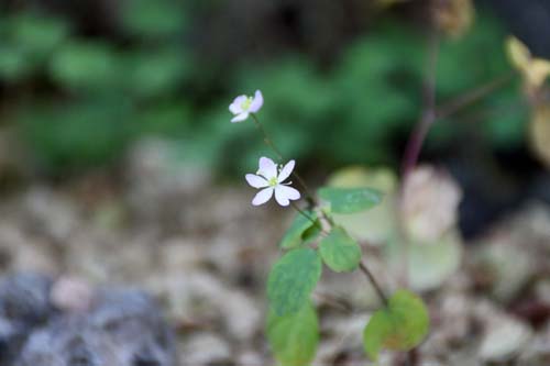 �A�l���l���A�炭�₱�̉Ԋ�