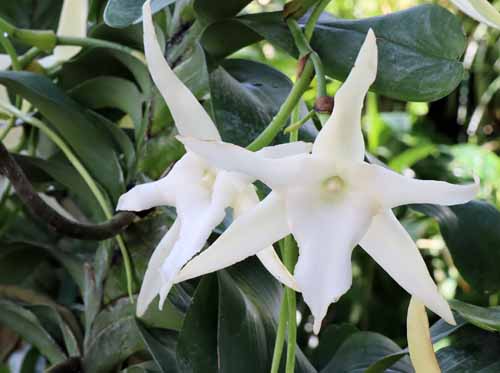 �A���O���N���A�炭�₱�̉Ԋ�