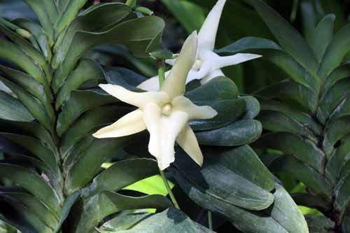 �A���O���N���A�炭�₱�̉Ԋ�