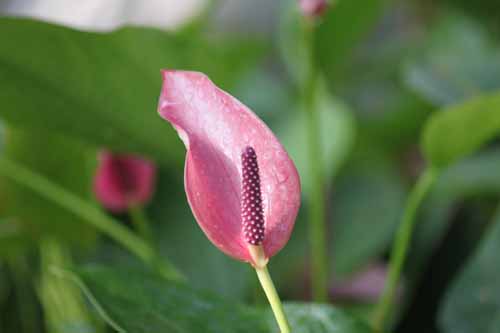 �A���X���E���A�炭�₱�̉Ԋ�